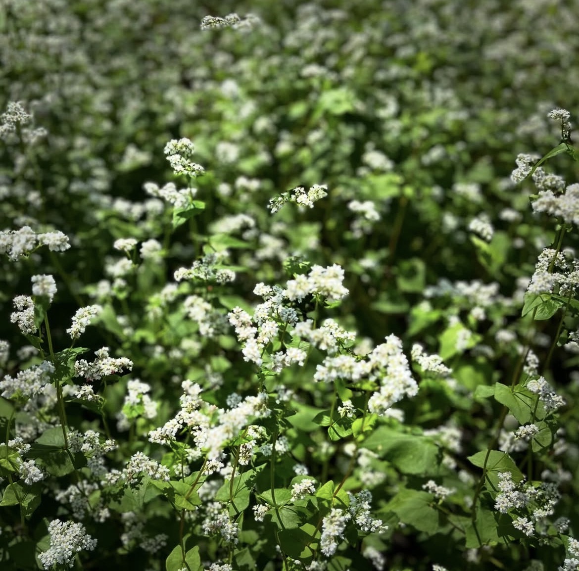 【蕎麦の花】の写真