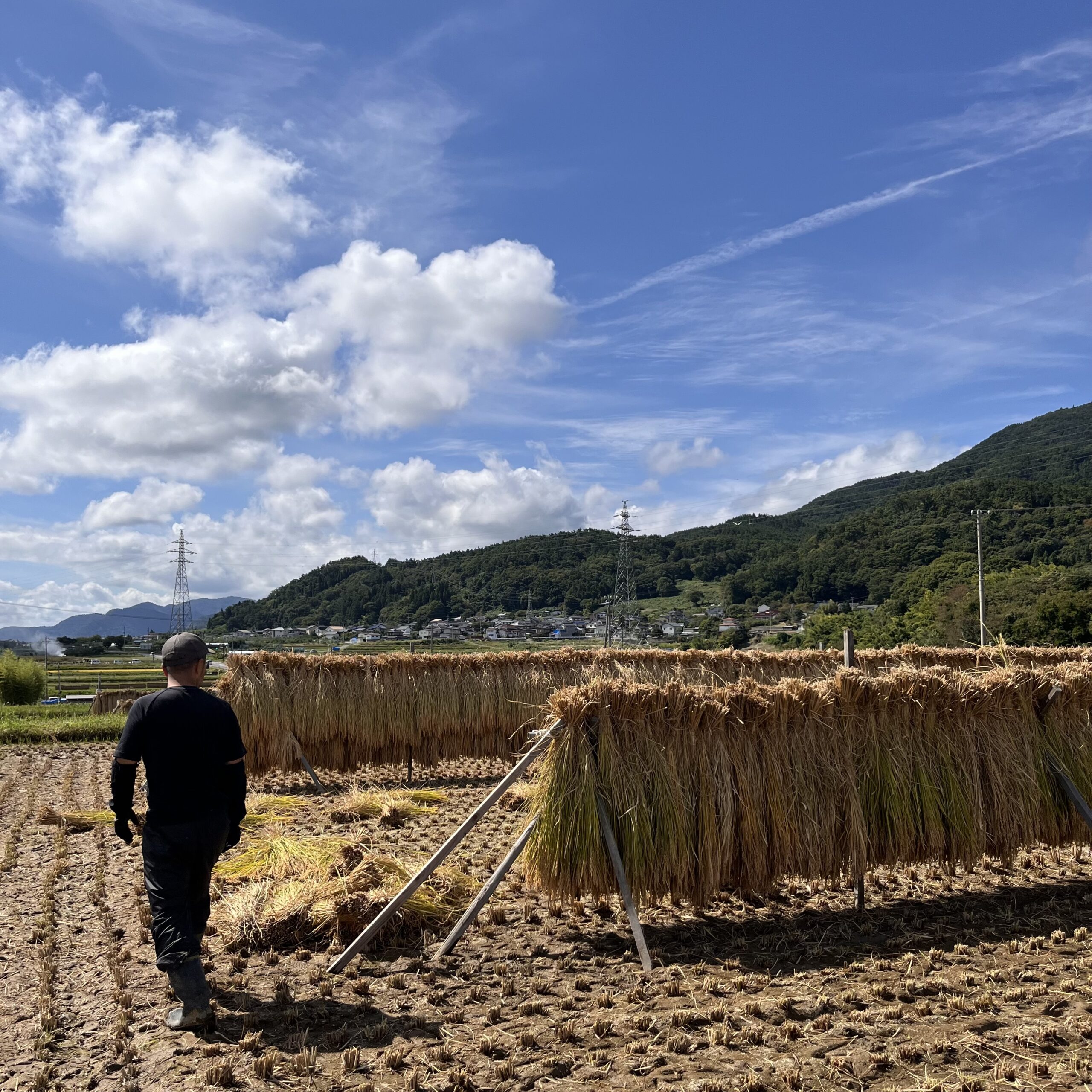 【稲刈りと脱穀と】の写真