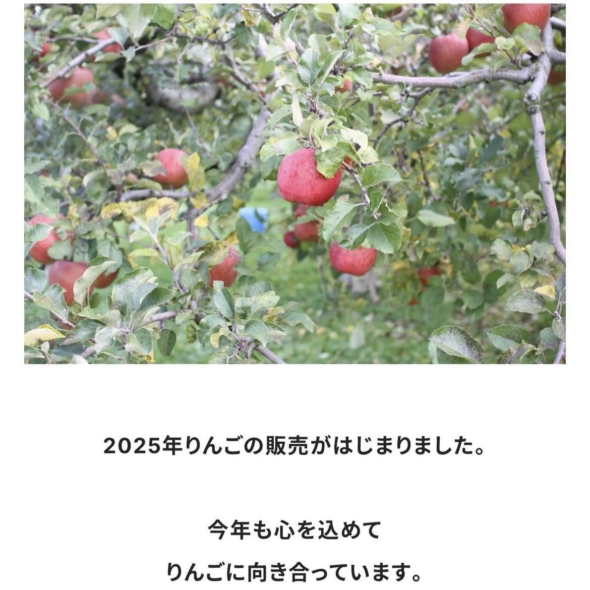 【信州りんご販売スタート】の写真