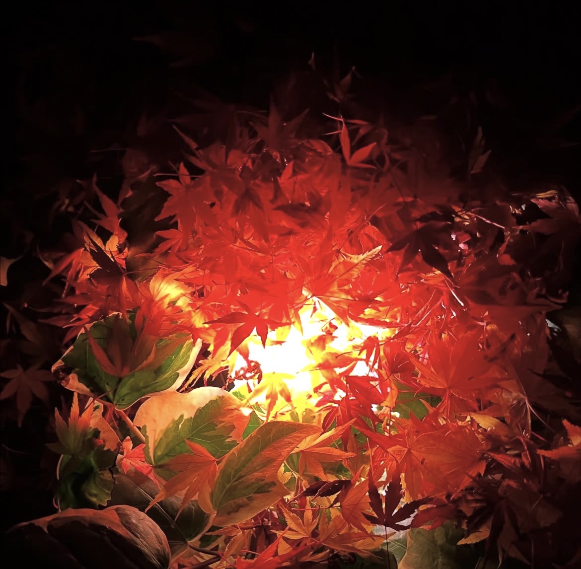 【今年食べた料理の中で、一番おいしかったよ】の写真